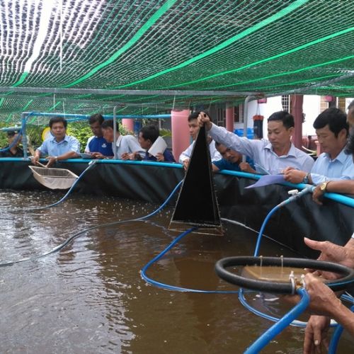 Cà Mau: Hiệu quả từ mô hình hỗ trợ thiết bị ương tôm giống phục vụ nuôi tôm 02 giai đoạn