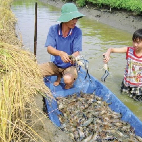 Tin thủy sản:Hơn 2.000ha chuyển đổi nuôi tôm càng xanh