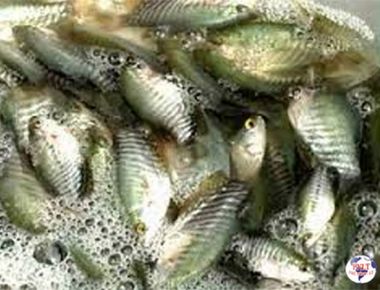 Cá sặc rằn giống