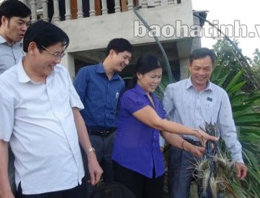 Một số mô hình nuôi tôm càng xanh - lúa