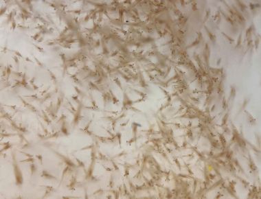 TÔM CÀNG XANH GIỐNG TOÀN ĐỰC CHẤT LƯỢNG CAO