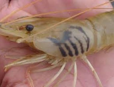 Bệnh vi khuẩn trên tôm càng xanh mùa nước kiệt