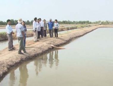 Cần sử dụng đúng thuốc, hóa chất trong nuôi tôm