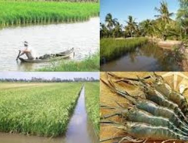 Cà Mau: Nuôi tôm càng xanh xen canh vụ lúa - Mô hình mới, thu nhập cao