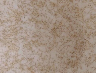 TÔM CÀNG XANH GIỐNG TOÀN ĐỰC CHỌN LỌC HÌNH THỂ