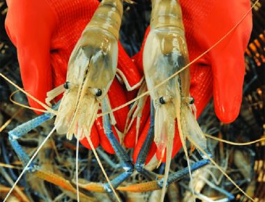 5 nước nuôi tôm càng xanh lớn nhất thế giới