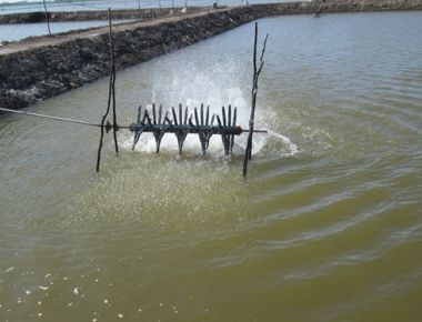 Nuôi tôm càng xanh khi không có lũ