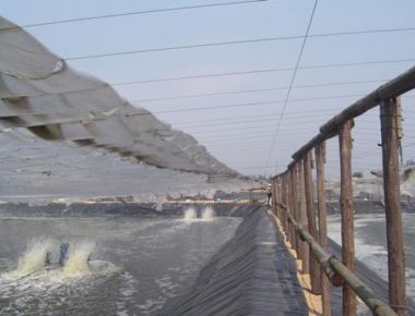 Tăng cường biện pháp phòng, chống rét trong nuôi trồng thủy sản