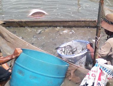 Nông dân ương cá tra giống lỗ nặng