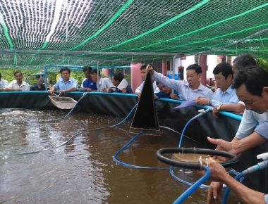 Cà Mau: Hiệu quả từ mô hình hỗ trợ thiết bị ương tôm giống phục vụ nuôi tôm 02 giai đoạn