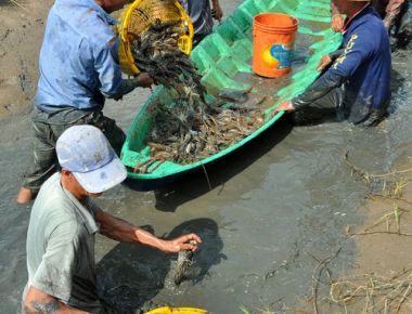 Nông dân vùng đất mới chuyển đổi ở H.Thới Bình (Cà Mau) đang vào vụ thu hoạch tôm càng xanh với niềm vui trúng mùa, được giá.