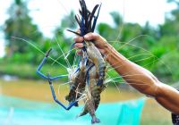 Trúng đậm mùa tôm càng xanh trên đất lúa