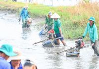 Nông dân An Giang trúng đậm vụ tôm càng xanh