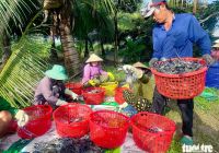 Nông dân Miệt Thứ cười tươi khi tôm càng xanh trúng mùa được giá
