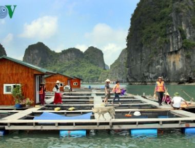 Nuôi cá lồng kết hợp du lịch cho hiệu quả kinh tế cao