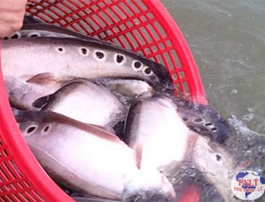 Cá thác lác bố mẹ