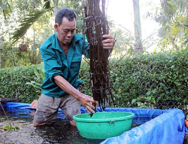 Hiệu quả từ mô hình nuôi cá chạch lấu.