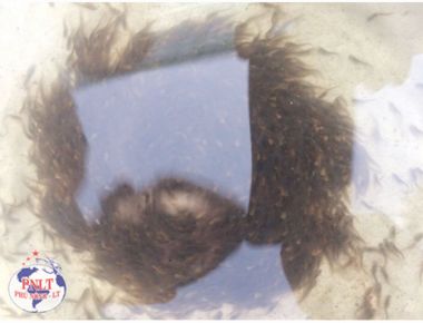 Cá thác lác bột