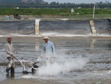 Cần chú ý những rủi ro khi nuôi tôm