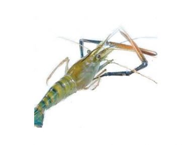 Đặc điểm sinh học và sinh thái của tôm càng xanh