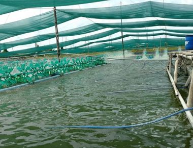 Hóa chất, thuốc sử dụng trong nuôi trồng thủy sản