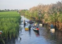 Nông dân Miệt Thứ, An Giang trúng đậm tôm càng xanh to bự nhờ mô hình nuôi trồng độc đáo