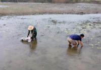 Nuôi tôm càng xanh xen lúa, lợi nhuận hơn 90 triệu đồng/ha