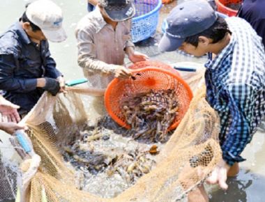 Tôm càng xanh trúng lớn