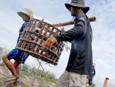 Vì sao cá tra khó làm VietGAP?