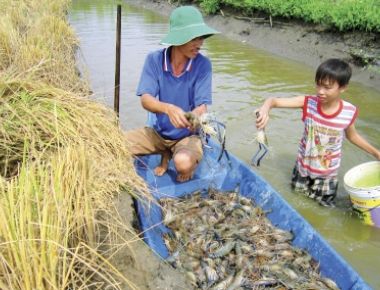 Tin thủy sản:Hơn 2.000ha chuyển đổi nuôi tôm càng xanh