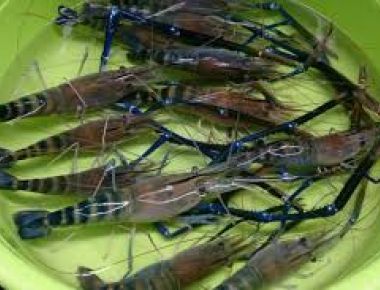 Kỹ thuật nuôi tôm càng xanh toàn đực