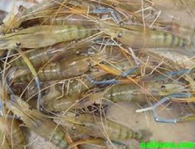 Nuôi tôm càng xanh trong ao