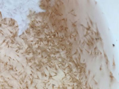 TÔM CÀNG XANH GIỐNG TOÀN ĐỰC CHỌN LỌC HÌNH THỂ