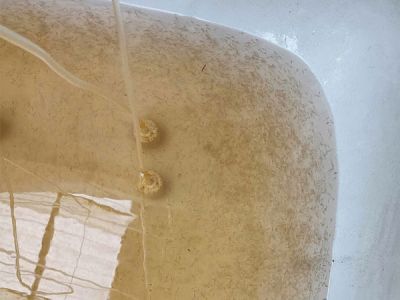 TÔM CÀNG XANH GIỐNG TOÀN ĐỰC CHỌN LỌC HÌNH THỂ