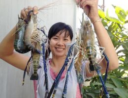 Đồng Tháp: Chủ động tìm đầu ra cho tôm càng xanh