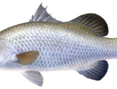 Kỹ thuật nuôi cá chẽm trong ao