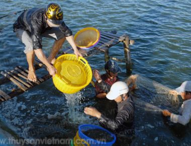 ĐBSCL: Kỳ vọng quy hoạch nuôi tôm nước lợ
