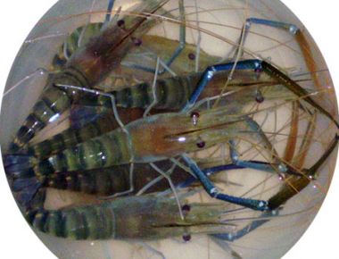 Hạn Chế Tôm Càng Xanh Ăn Thịt Lẫn Nhau