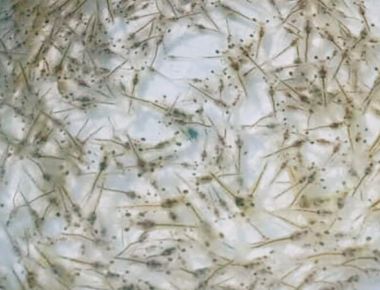 TÔM CÀNG XANH GIỐNG TOÀN ĐỰC CHỌN LỌC HÌNH THỂ