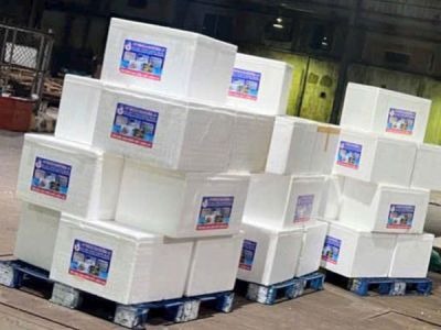 TÔM CÀNG XANH GIỐNG TOÀN ĐỰC CHỌN LỌC HÌNH THỂ