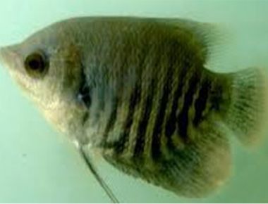 Cá tai tượng giống