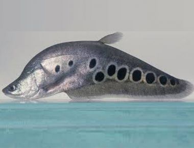 Cá thác lác giống