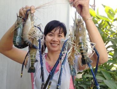 Đồng Tháp: Chủ động tìm đầu ra cho tôm càng xanh