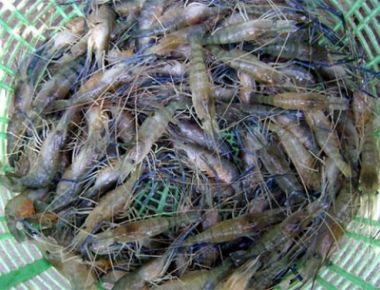 Hiệu quả mô hình nuôi tôm trong đê bao lửng mùa nước nổi