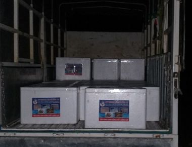 TÔM CÀNG XANH GIỐNG TOÀN ĐỰC