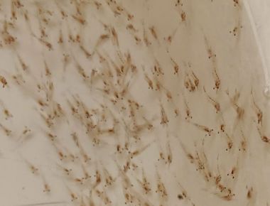 TÔM CÀNG XANH GIỐNG TOÀN ĐỰC CHỌN LỌC HÌNH THỂ